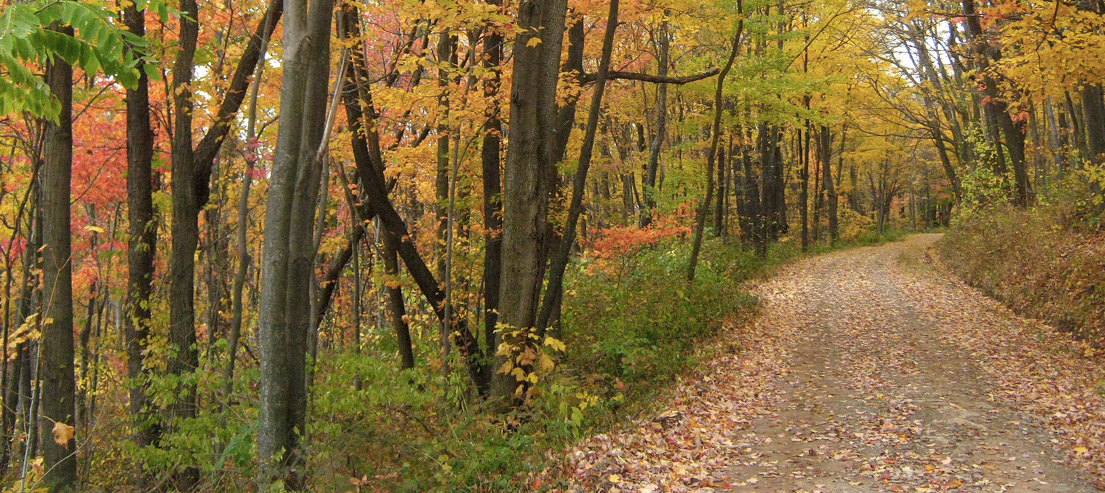 fall-road-ohiopyle